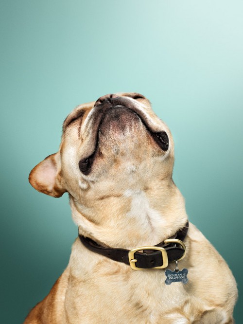 Portrait of a dog called Wallace by photographer John Keatley.
