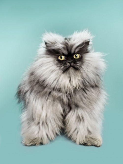 Colonel Meow portrait by photographer John Keatley.