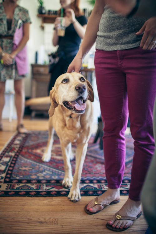 Cute Labrador One or our amazing pets for Seattle Humane.