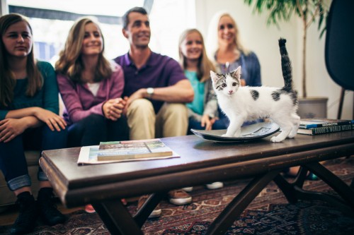 Kitty working the camera Seattle Humane kitten working it for the camera.